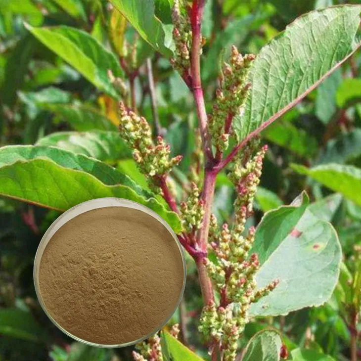 Giant Knotweed Extract