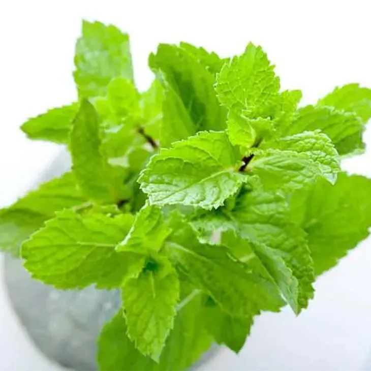 Peppermint Extract Powder