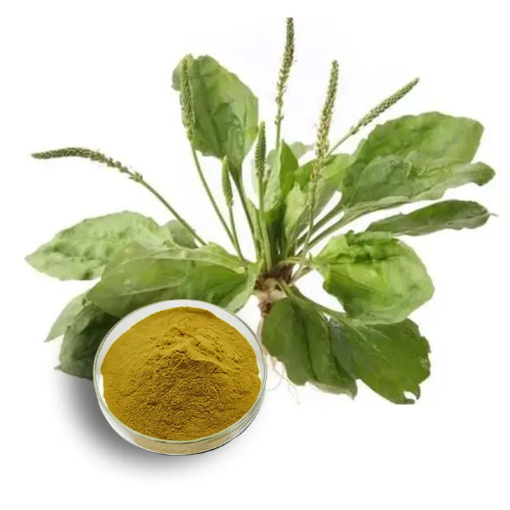 Plantain extract