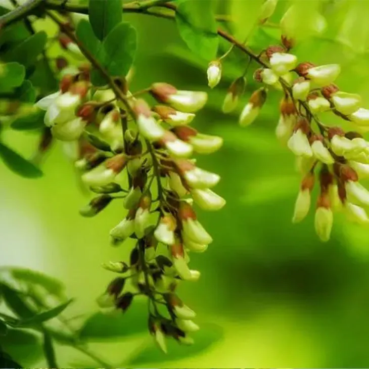 Sophora Japonica Flower Extract