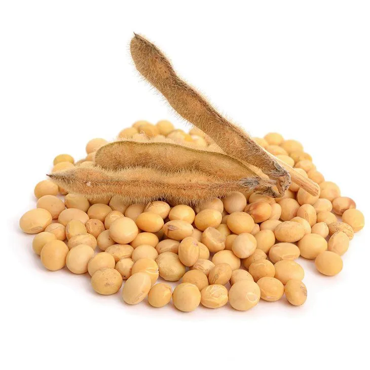 Soy Extract