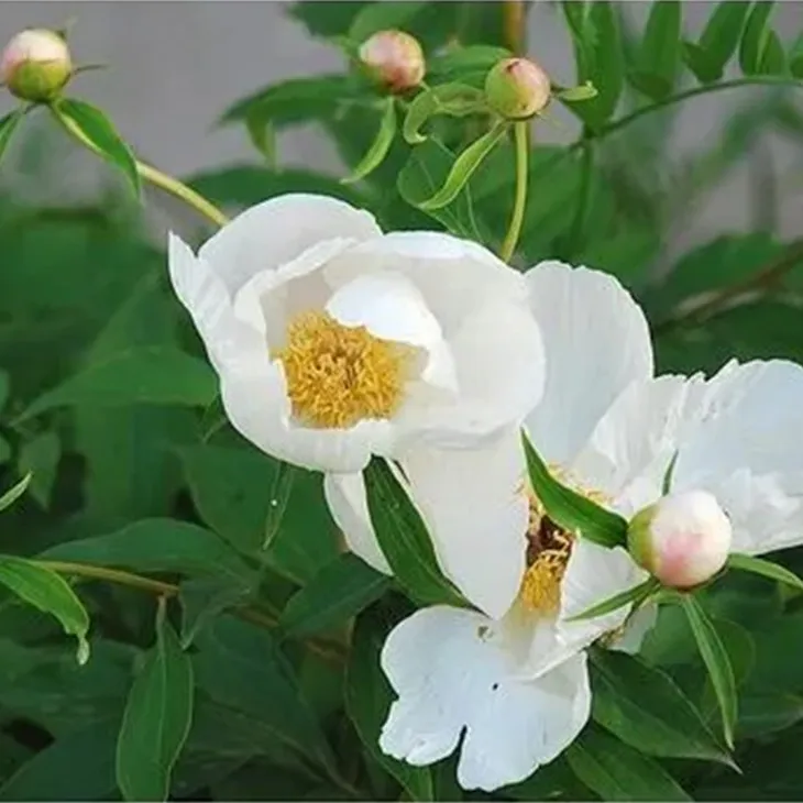 White Peony Extract