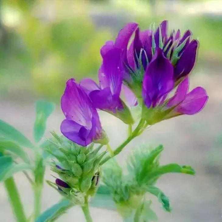 Alfalfa Meal