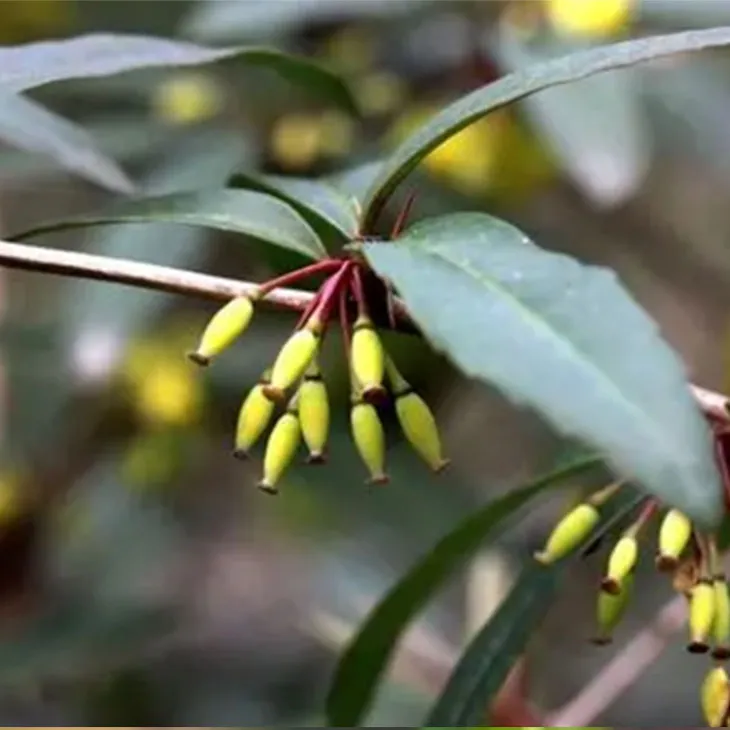 Berberis aristata Extract