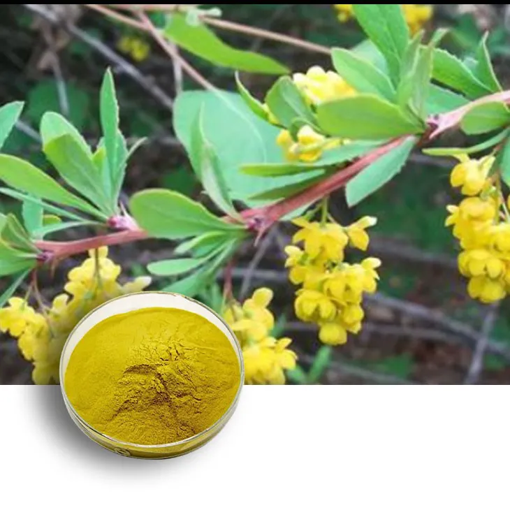 Berberis aristata Extract