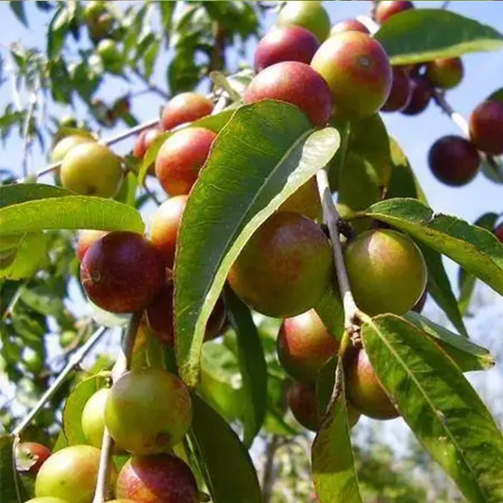 Camu Camu Extract