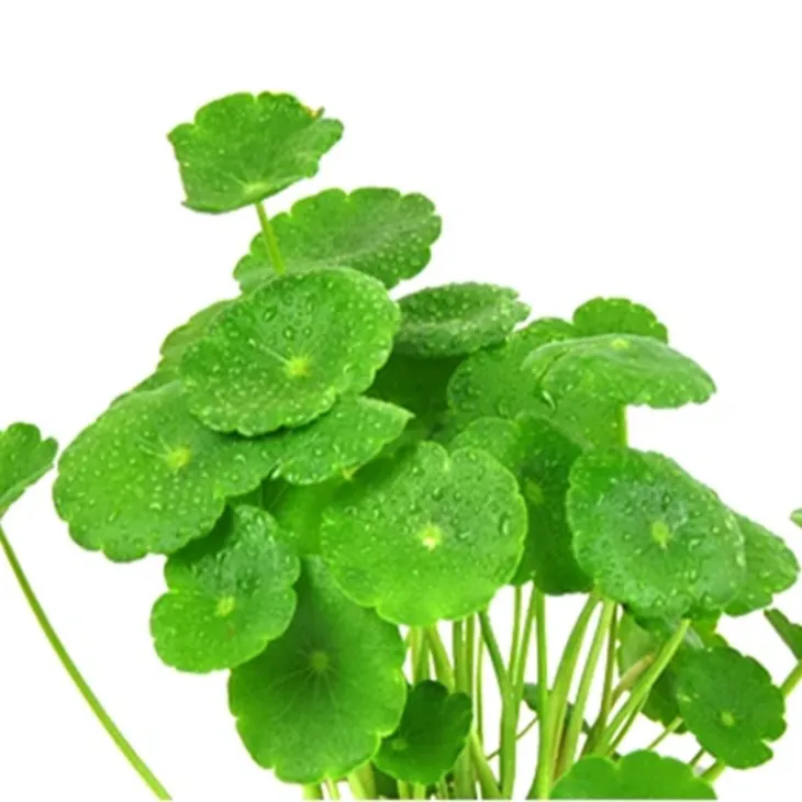 Centella Asiatica Extract