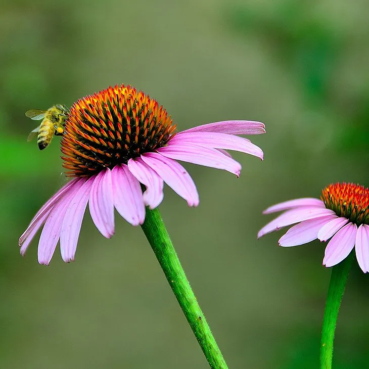 Echinacea Extract