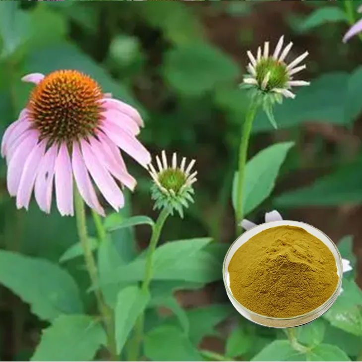 Echinacea Extract