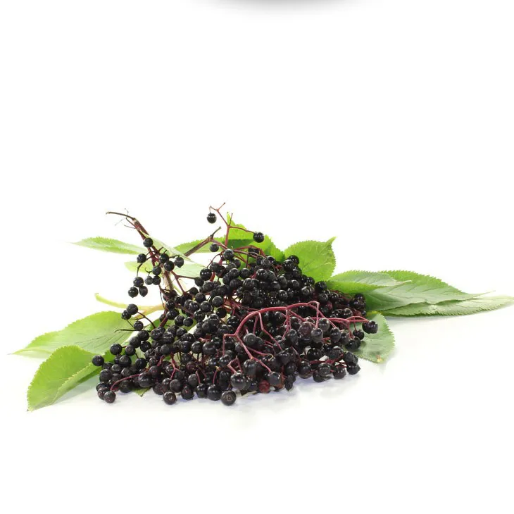 Elderberry Extract