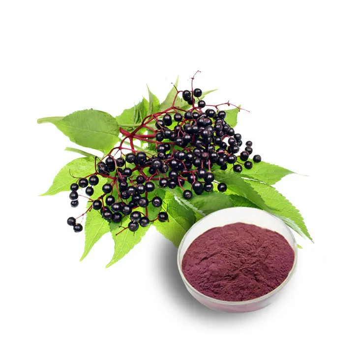 Elderberry Extract