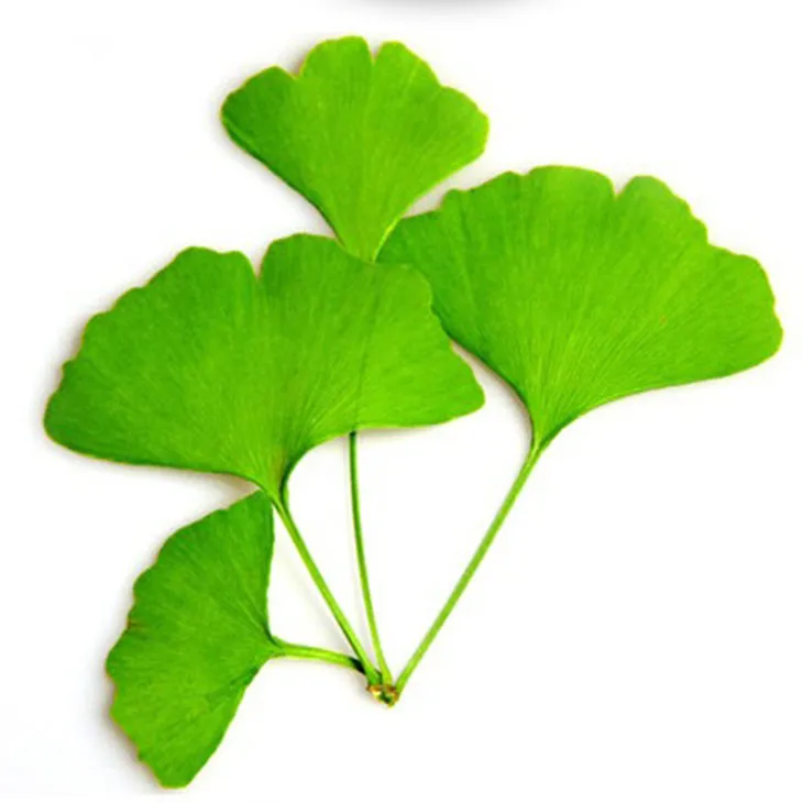 Ginkgo Biloba Extract