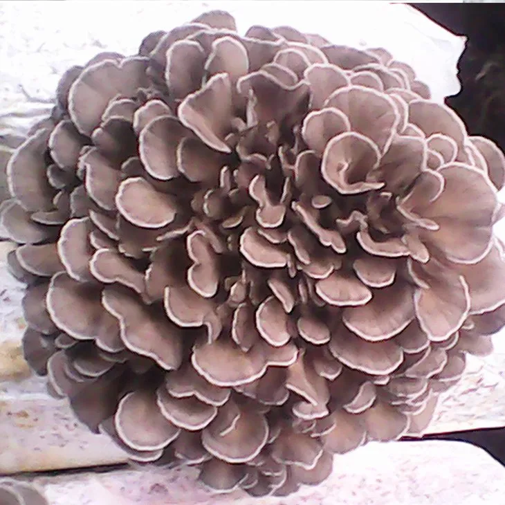 Maitake Mushroom Extract