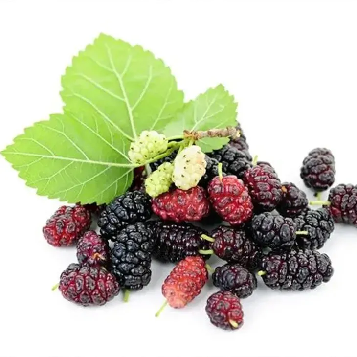 Mulberry Extract