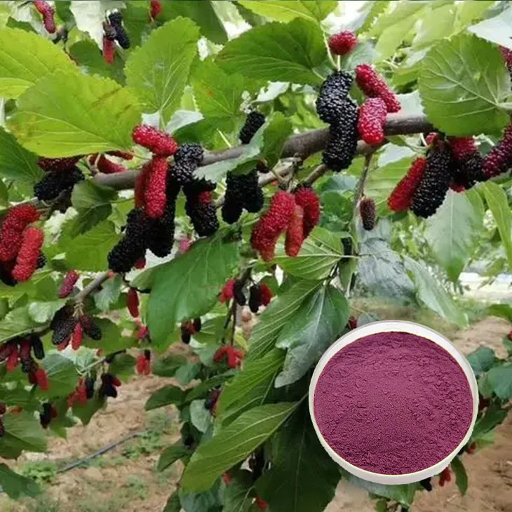 Mulberry Extract