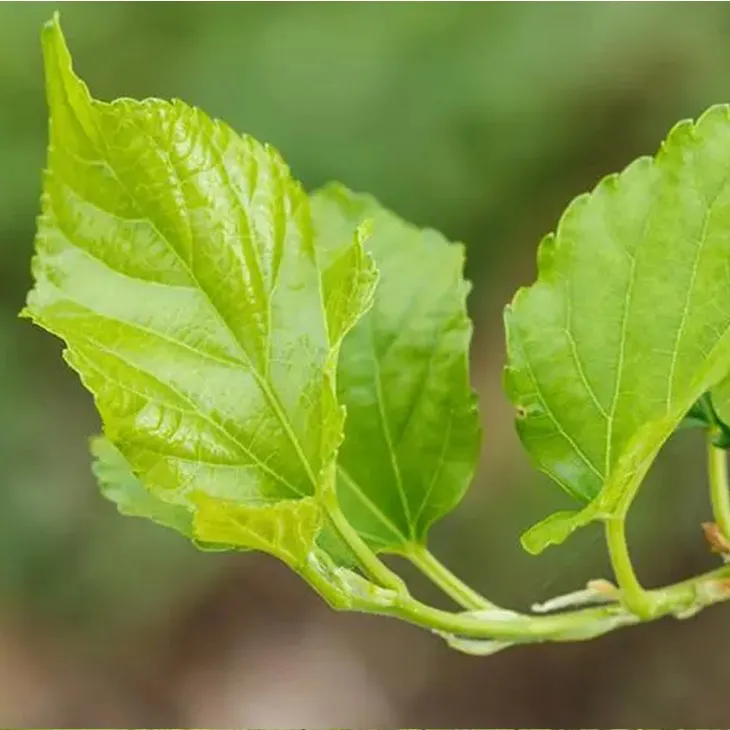 Mulberry leaf Extract