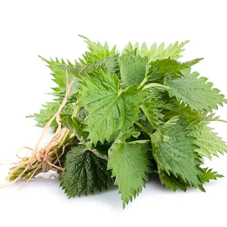 Nettle leaf extract