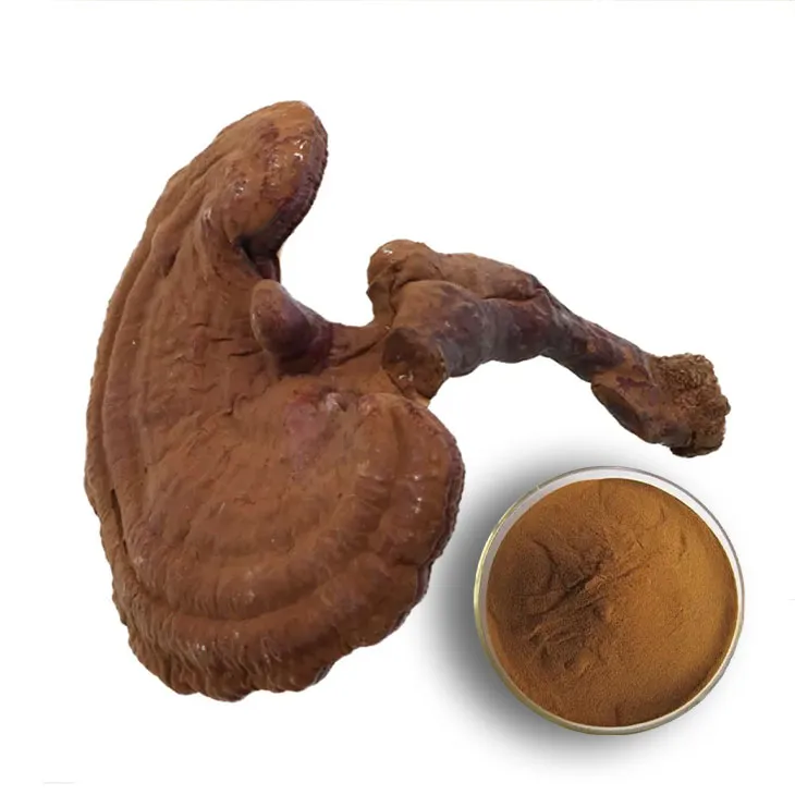 Reishi mushroom extract