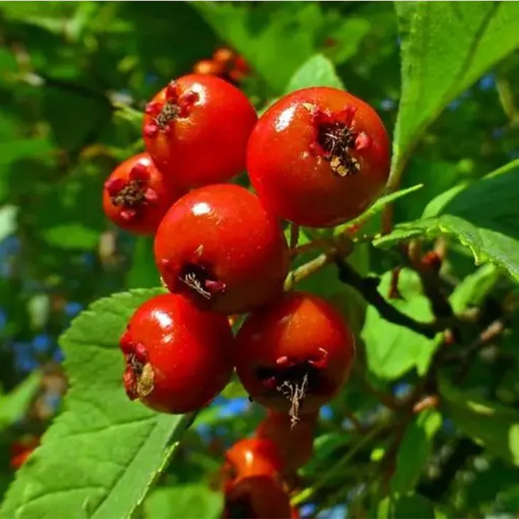 Rose Hip Extract