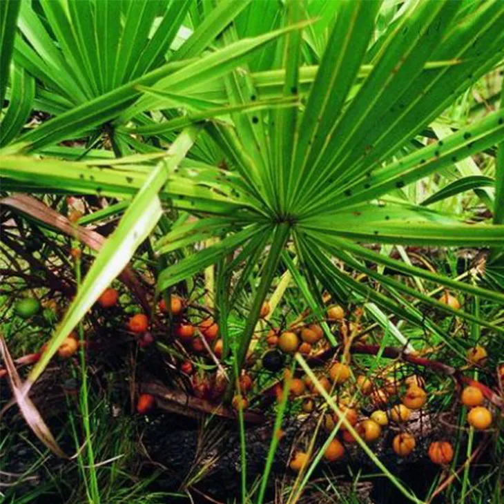 Saw Palmetto Extract