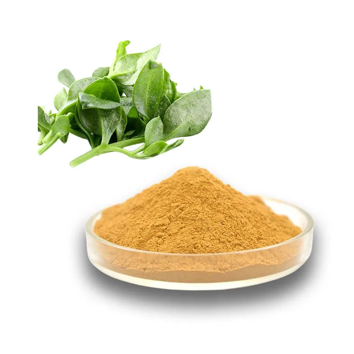 Andrographis Paniculata Extract Powder