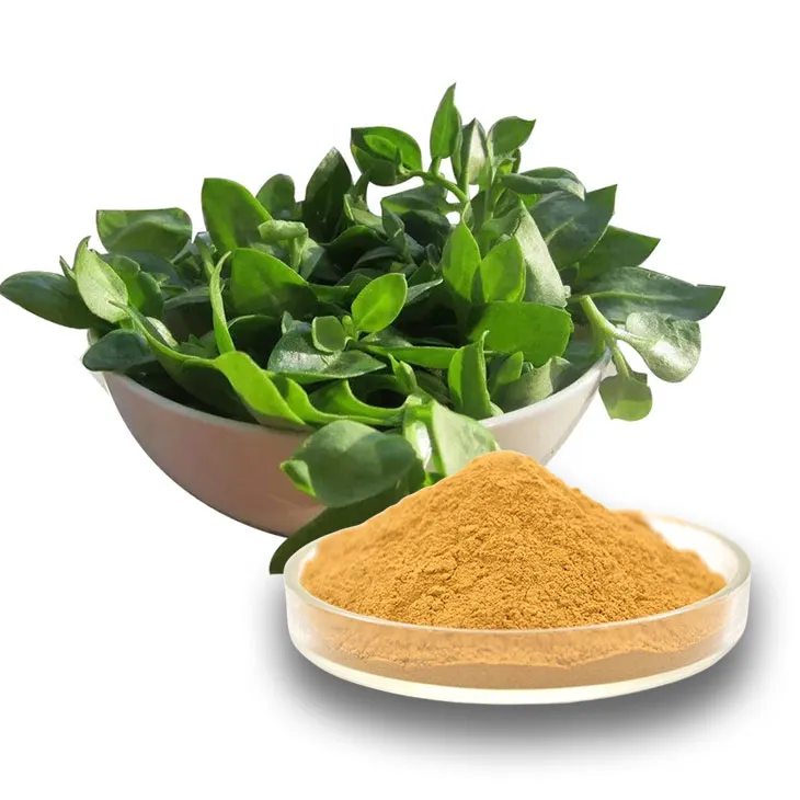 Andrographis Paniculata Extract Powder