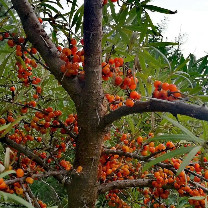 Buckthorn bark extract