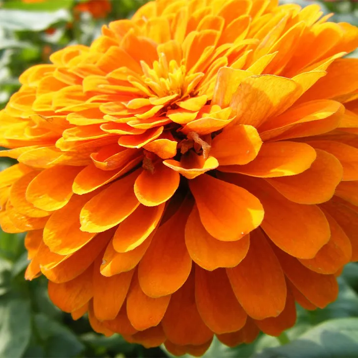 Calendula Extract