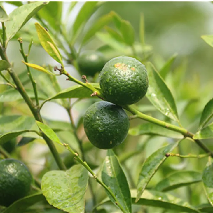 Citrus Aurantii Extract