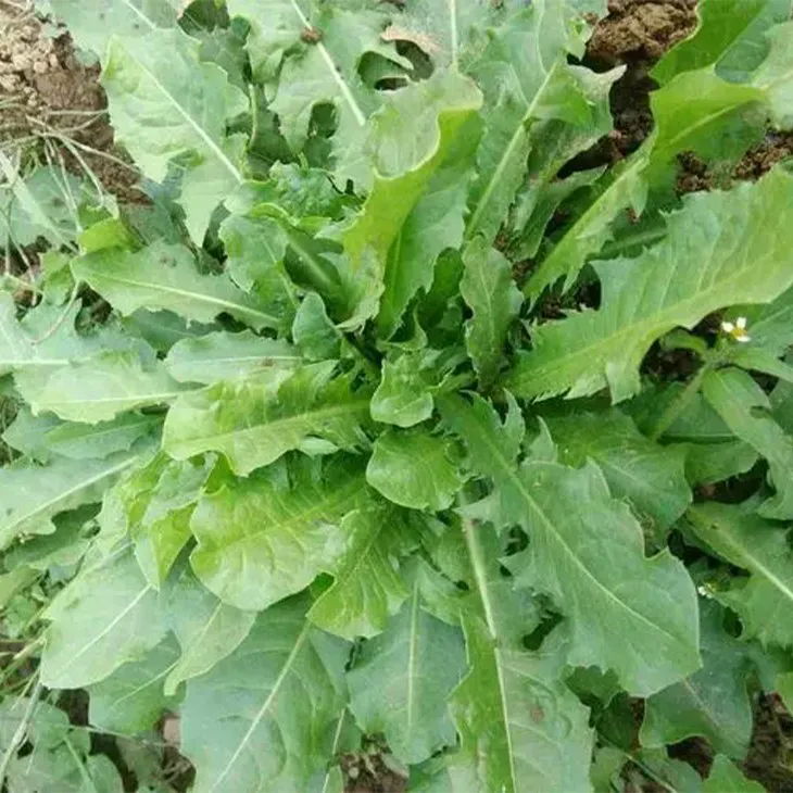 Dandelion Leaf Extract