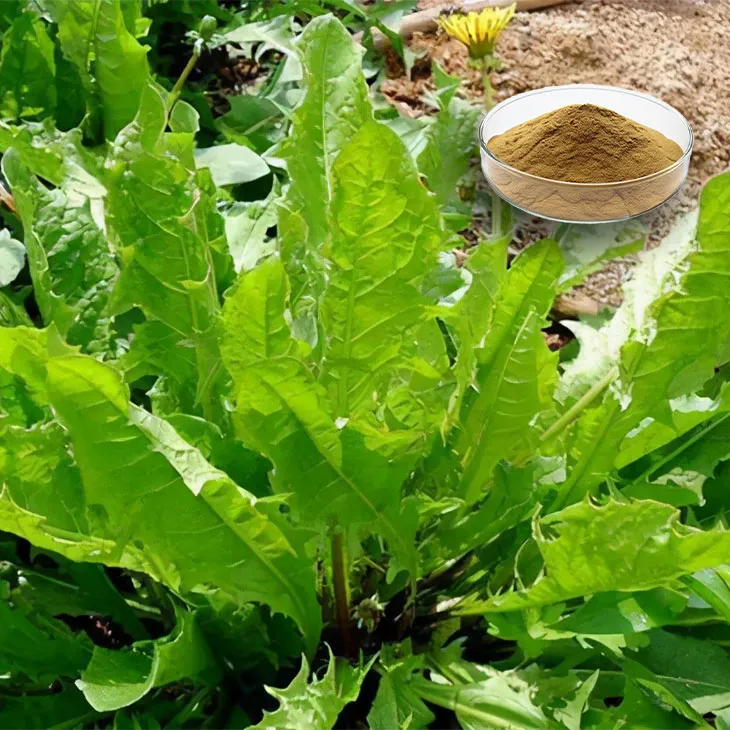 Dandelion Leaf Extract