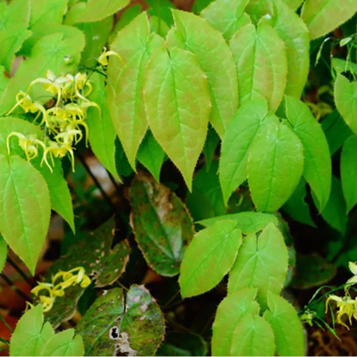 Epimedium extract powder