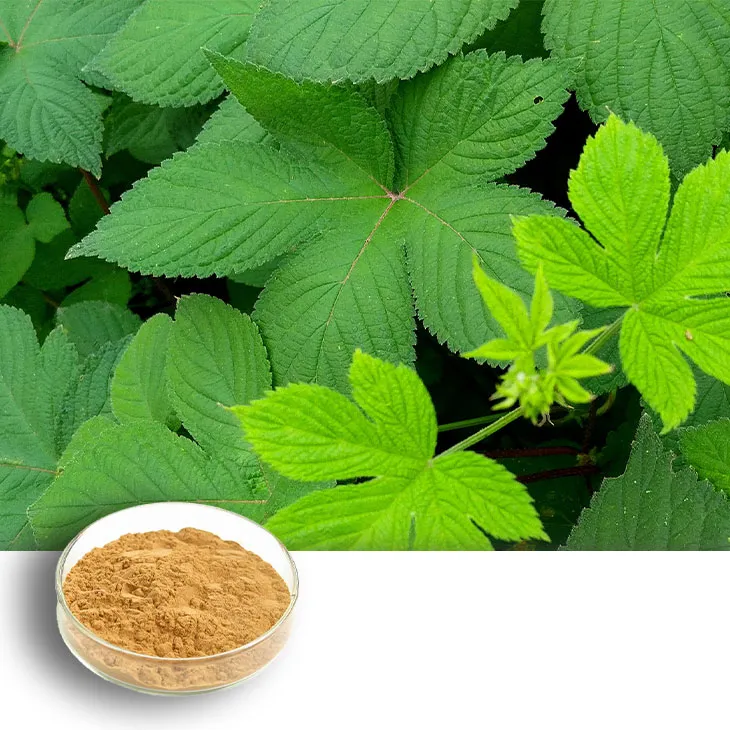 Gynostemma pentaphyllum extract