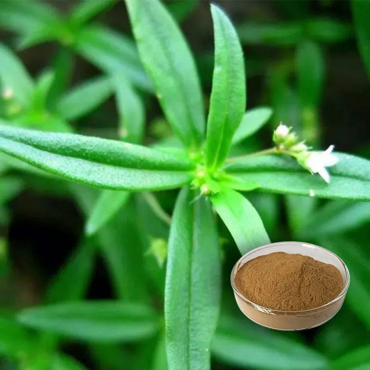 Hedyotis Diffusa Extract