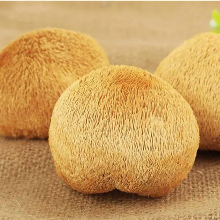 Hericium erinaceus extract powder