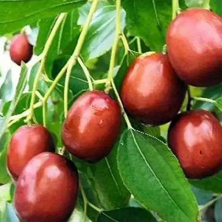 Jujube Extract