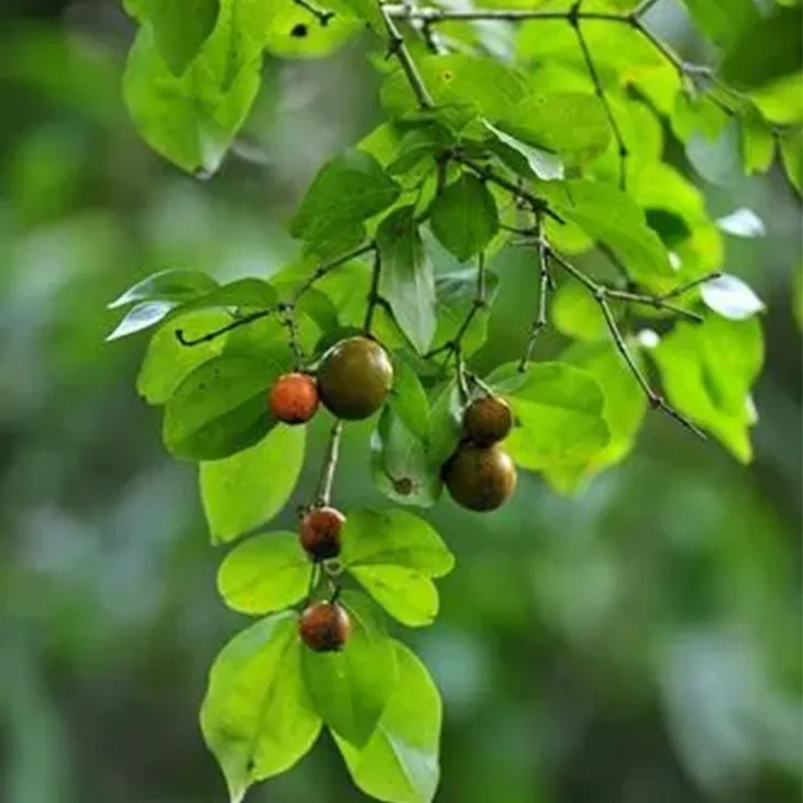 Kupilu Extract