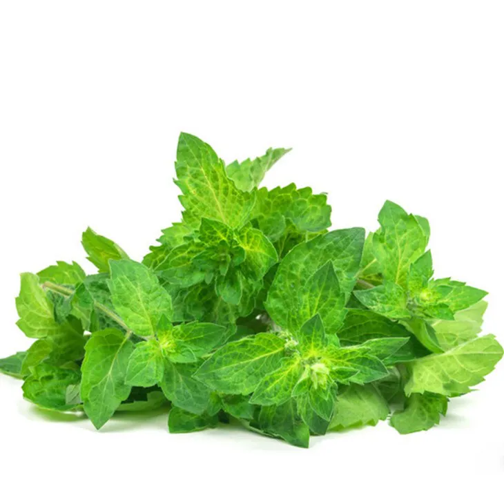 Lemon Balm Extract