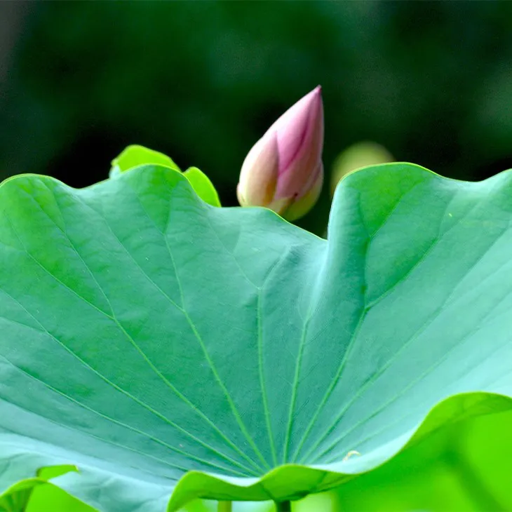 Lotus leaf extract