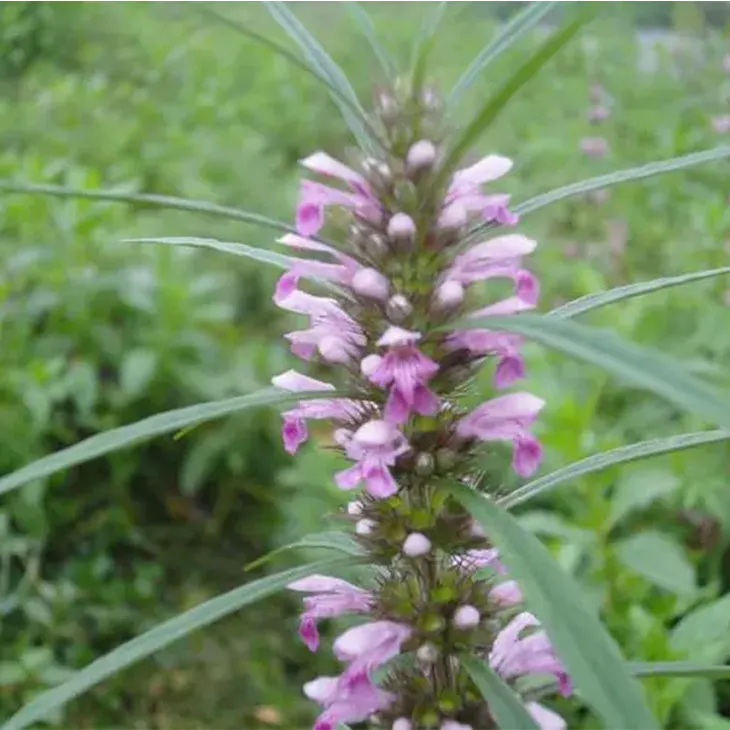 Motherwort Extract