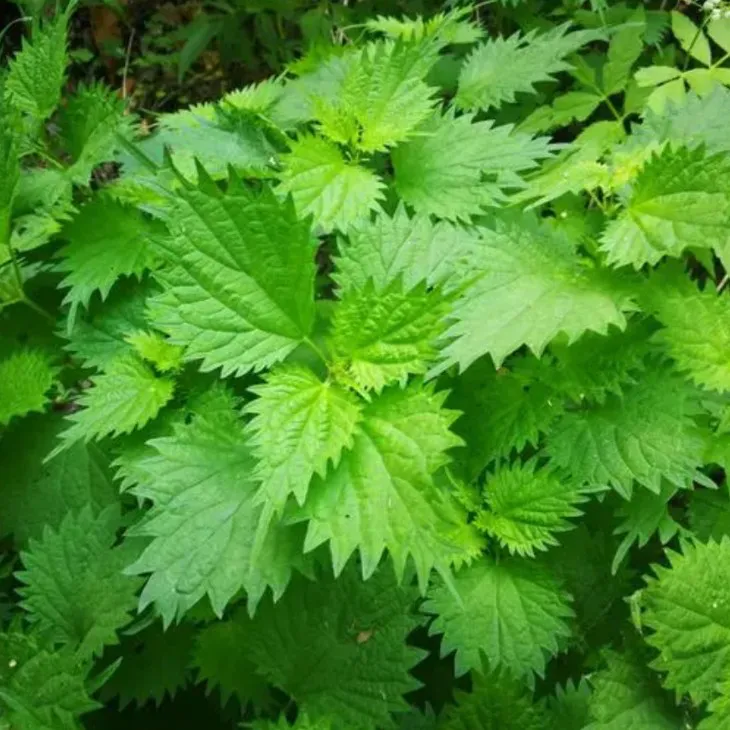 Nettle Root Extract