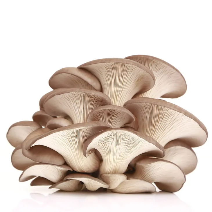 Oyster Mushroom Extract Powder