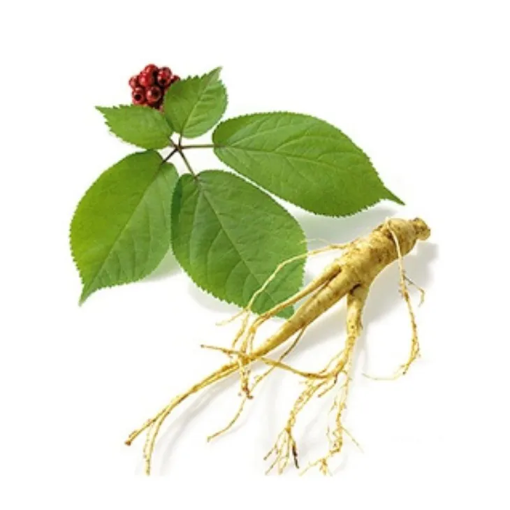 ​Panax Ginseng Leaf Extract