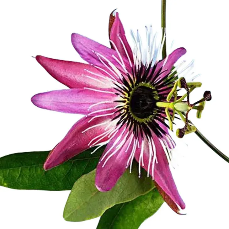 Passionflower Extract