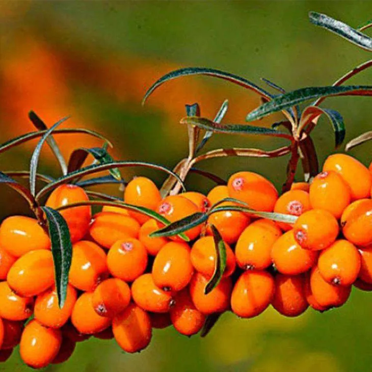 Sea buckthorn oil