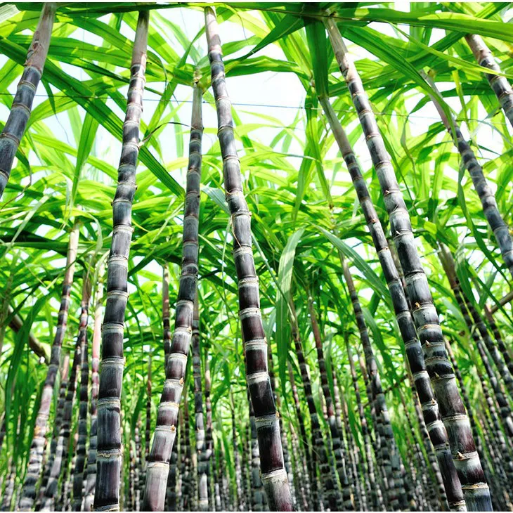 Sugarcane Extract