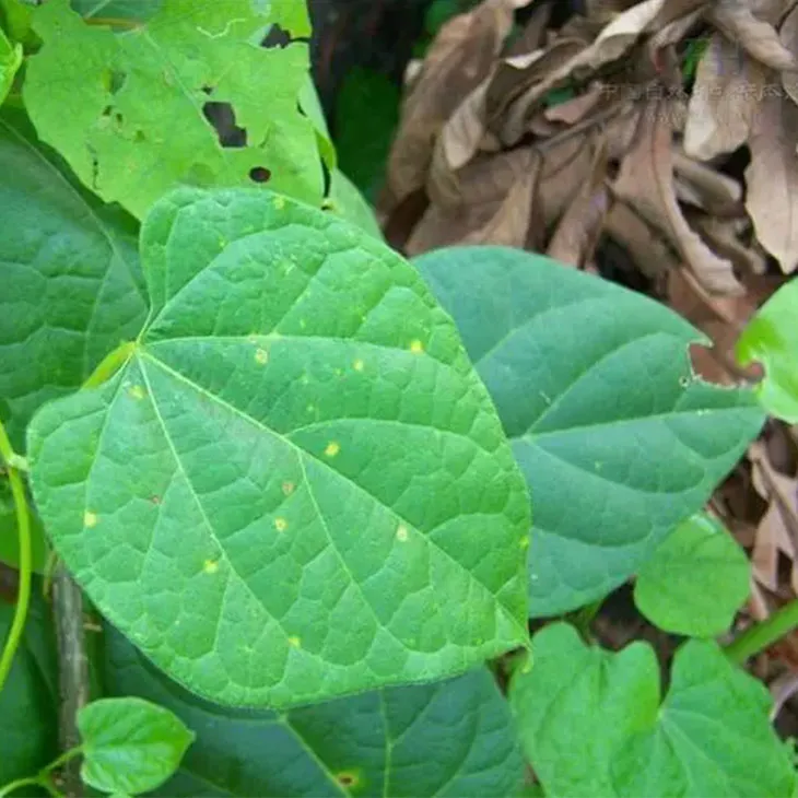 Tinospora cordifolia extract