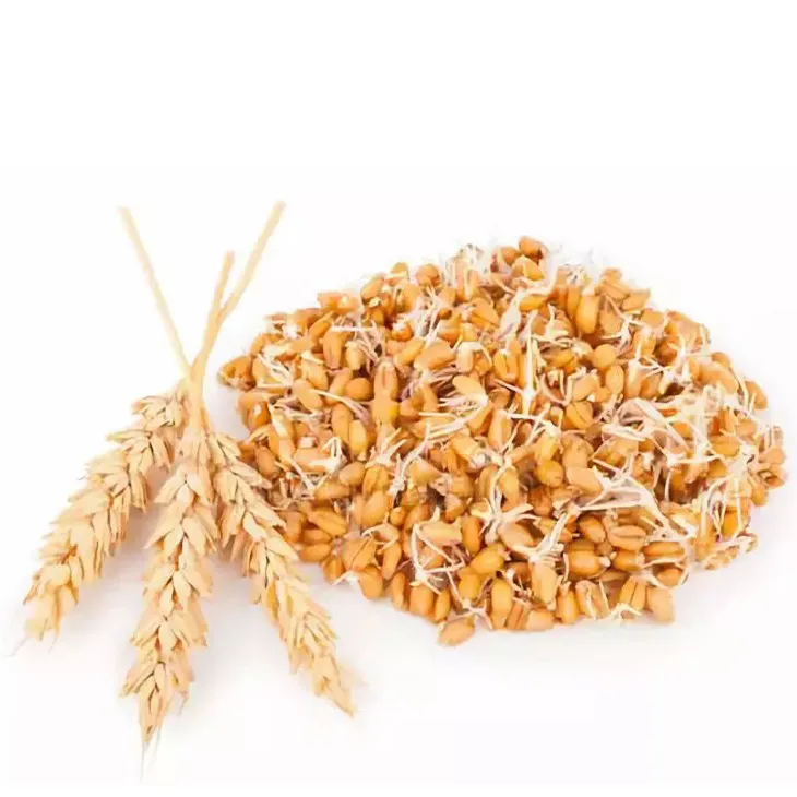 Wheat Germ Extract