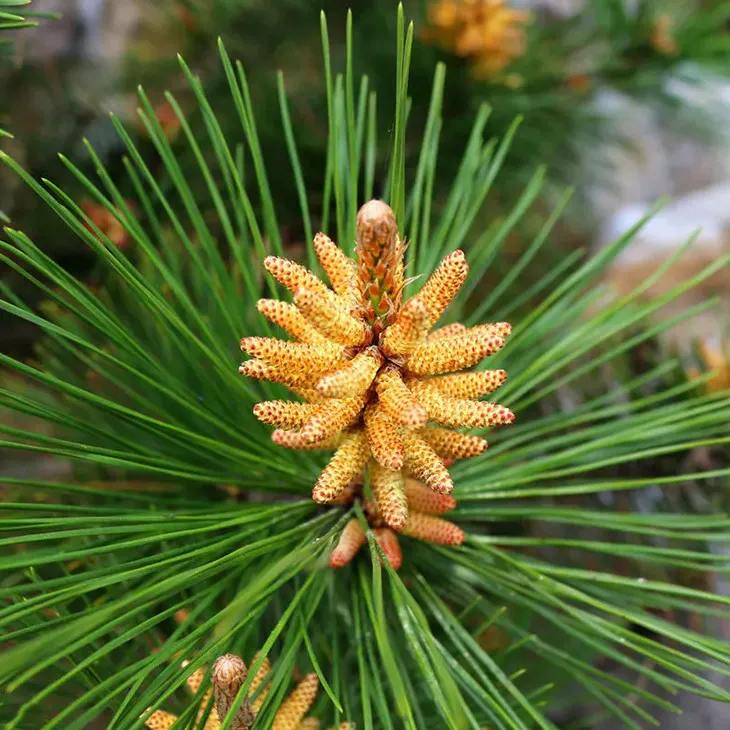 Yellow Pine Extract